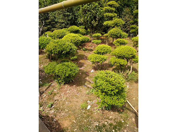 小葉赤楠樁景