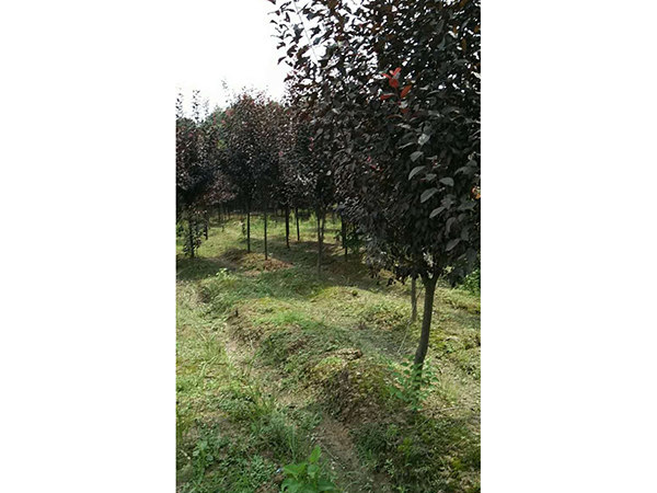 紅葉李