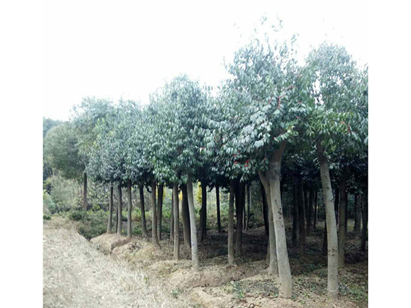 12至18公分移植紅果冬青