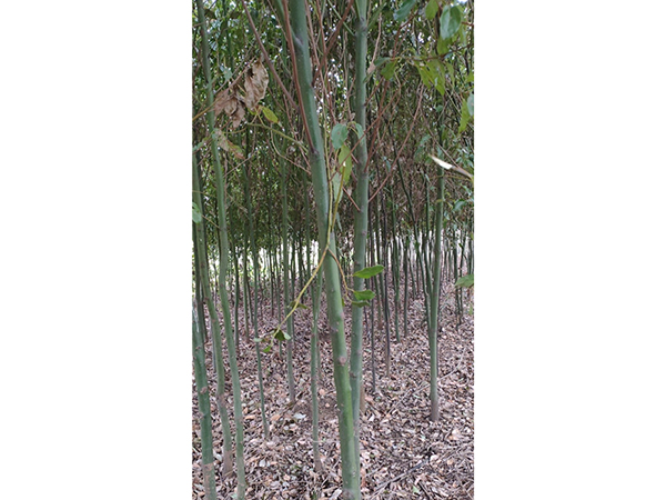 3至5公分香樟