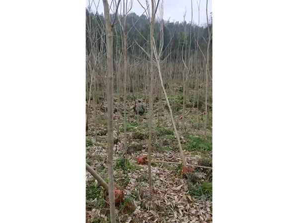 無患子